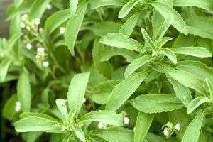 Flores de Stevia