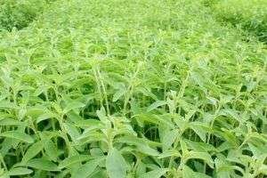 Plantar de Stevia